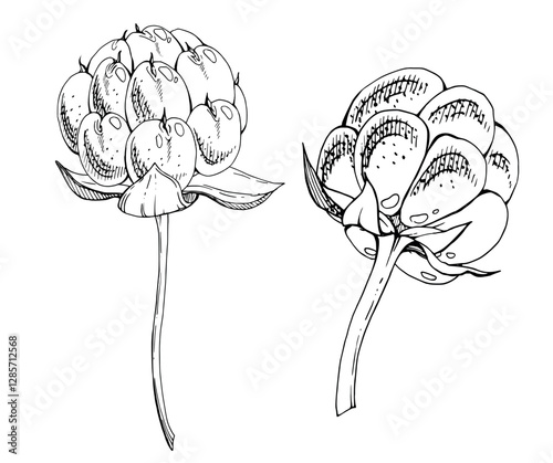 Cloudberry raspberry sloe fruit on receptacle stalk with leaves petals hand drawn vector ink, line ripe forest berry dewberry mulberry loganberry boysenberry. Botanical isolated element illustration