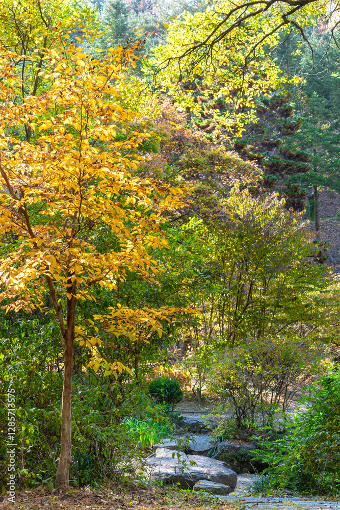 Autumn park with colorful trees with and falling leaves in the park Autumn park with colorful trees with and falling leaves in the park