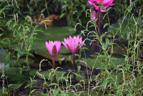 Waterlily in pond water. Its other names Nymphaeaceae and water lilies. Water lilies are rooted in soil in bodies of water, with leaves and flowers floating on or emergent from the surface. 