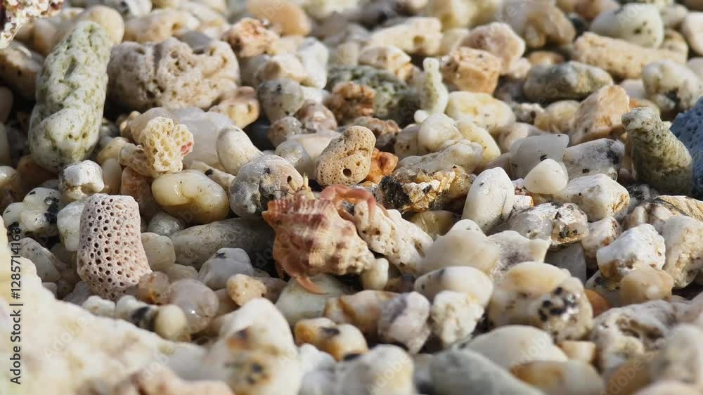 This video showcases its hermit crabs journey along soft sands and behaviors This video showcases its hermit crabs journey along soft sands and behaviors