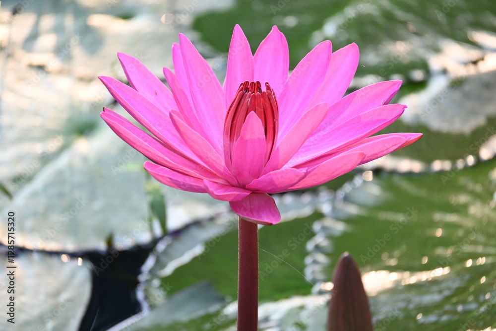 Waterlily in pond water. Its other names Nymphaeaceae and water lilies. Water lilies are rooted in soil in bodies of water, with leaves and flowers floating on or emergent from the surface. Waterlily in pond water. Its other names Nymphaeaceae and water lilies. Water lilies are rooted in soil in bodies of water, with leaves and flowers floating on or emergent from the surface.