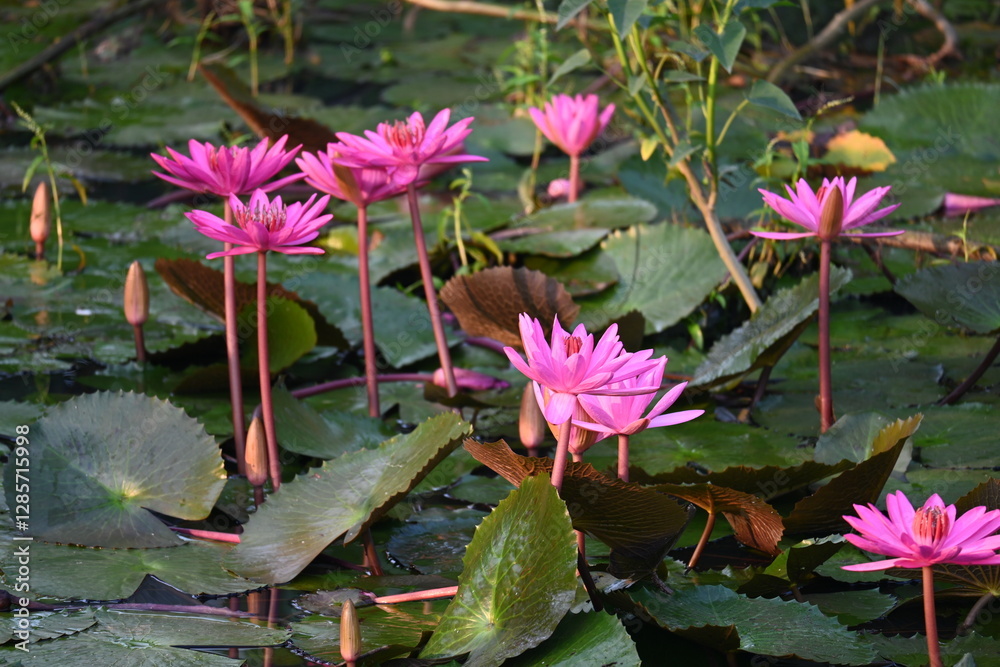 Waterlily in pond water. Its other names Nymphaeaceae and water lilies. Water lilies are rooted in soil in bodies of water, with leaves and flowers floating on or emergent from the surface. Waterlily in pond water. Its other names Nymphaeaceae and water lilies. Water lilies are rooted in soil in bodies of water, with leaves and flowers floating on or emergent from the surface.