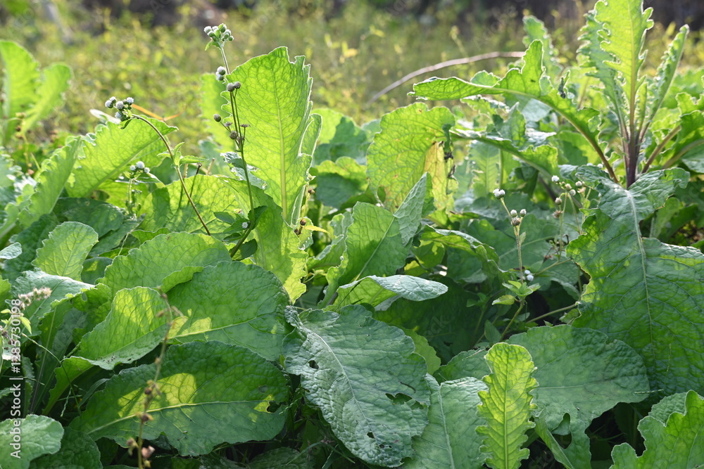 Fototapeta premium Primula veris plant. Its other names&nbsp;cowslip,&nbsp;common cowslip and &nbsp;cowslip primrose. This is a&nbsp;herbaceous perennial&nbsp;flowering plant&nbsp;in the&nbsp;primrose&nbsp;family&nbsp;Primulaceae.