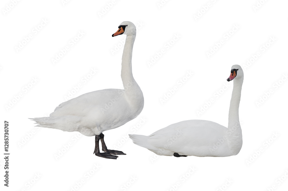 two swan isolated on white background two swan isolated on white background