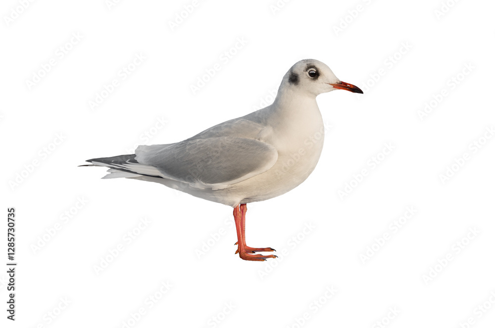 Black-headed Gull isolated on white background Black-headed Gull isolated on white background
