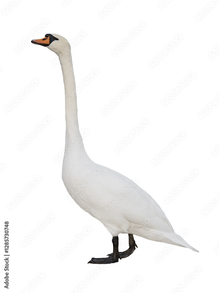 Obraz premium swan isolated on white background