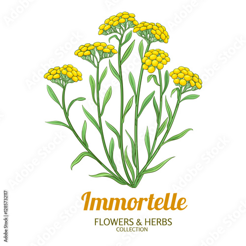 Immortelle Plant with Flowers and Leaves Colored Detailed Illustration. Essential oil ingredient for aromatherapy, health care, alternative medicine. Vector isolated for design or decoration.
