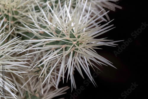 Closeup of cactus sheathed cholla (Cylindropuntia tunicata) in a garden in Madeira