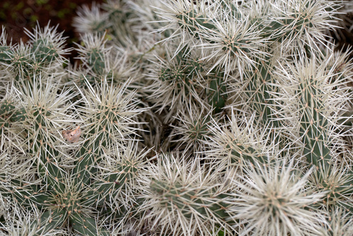 Closeup of cactus sheathed cholla (Cylindropuntia tunicata) in a garden in Madeira