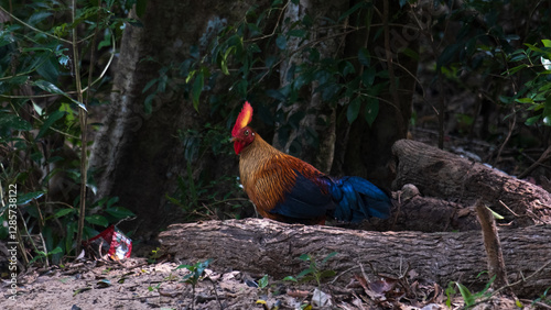 Photography Sri Lankan junglefowl Gallus lafayettii, the national bird of Sri Lanka, in the