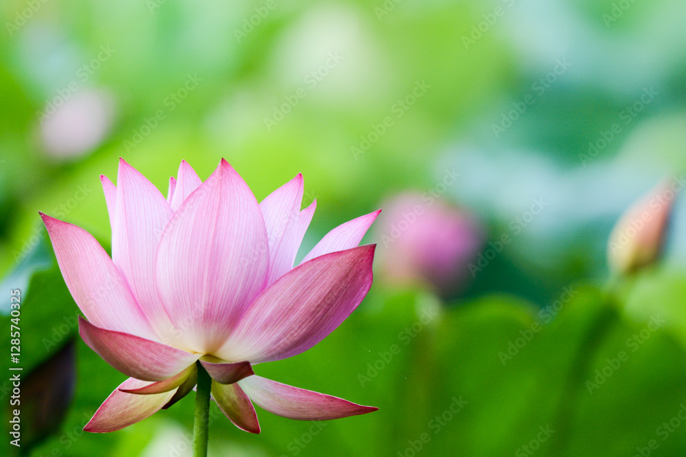 蓮の花 蓮の花