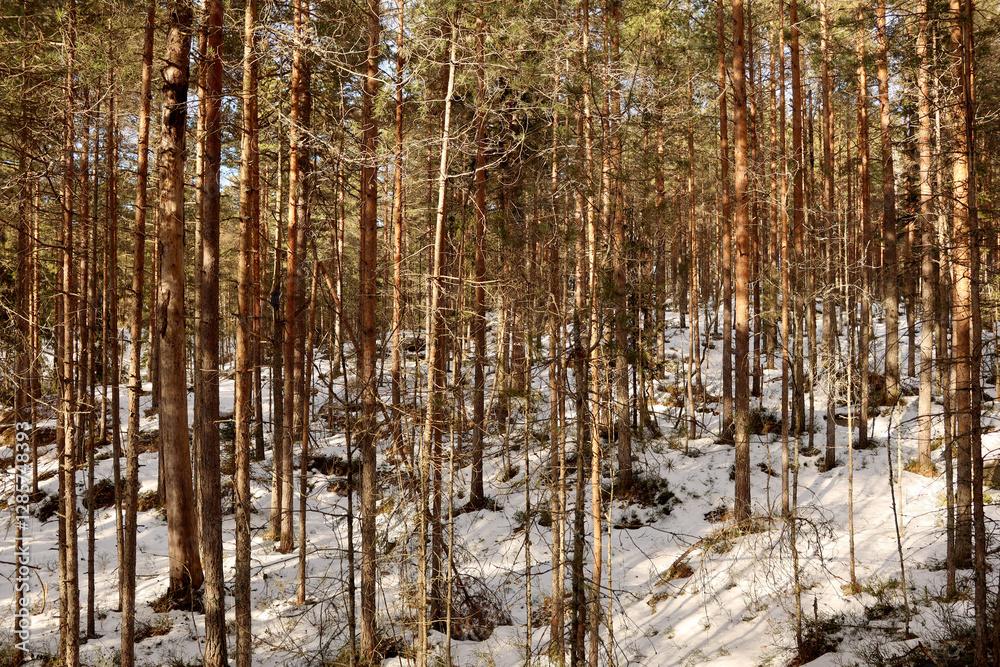 Naklejka premium Winter