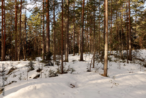 Obraz na płótnie Forest