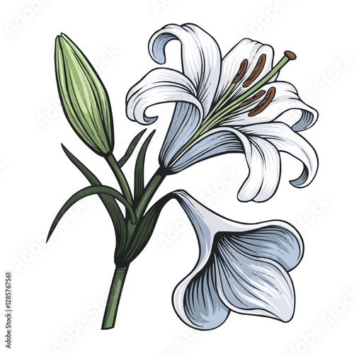 Elegant Lily: A detailed illustration of a pristine white lily flower, showcasing delicate petals, a vibrant green stem, and unopened buds, representing purity and beauty.