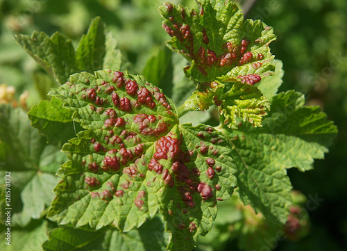 Fungal disease of currants photo