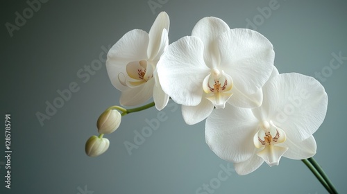 Elegant Pure White Orchid in Full Bloom Isolated Against Gray Background