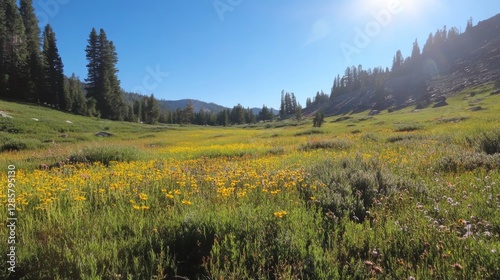 Sunny Meadow Valley, Mountain Scenery, Peaceful Landscape, Background of a Mountain Valley with Wildflowers. Possible use for stock photo