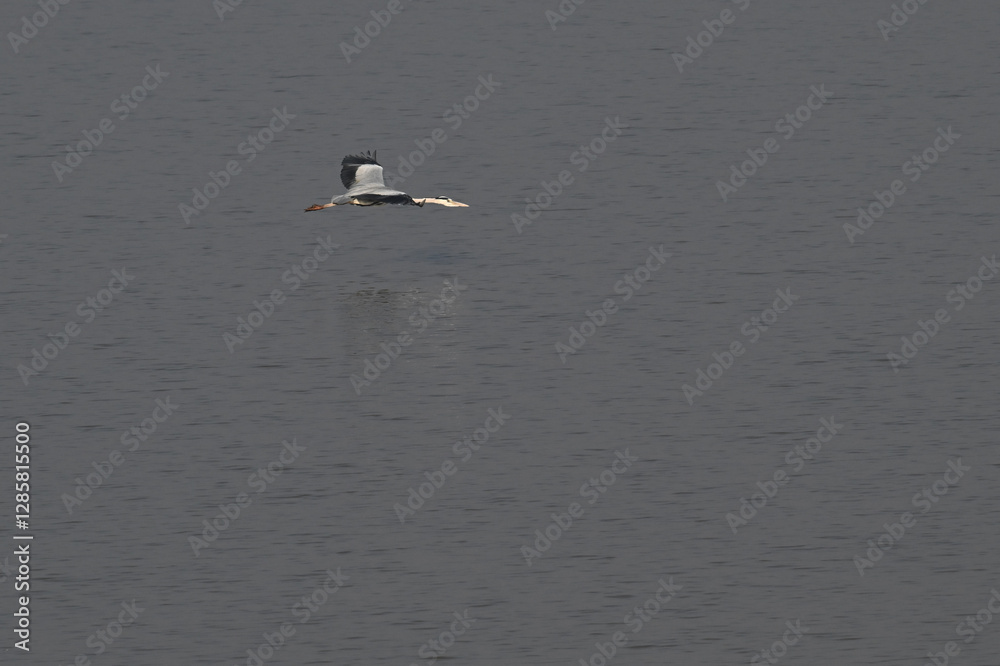 Naklejka premium seagull in the water