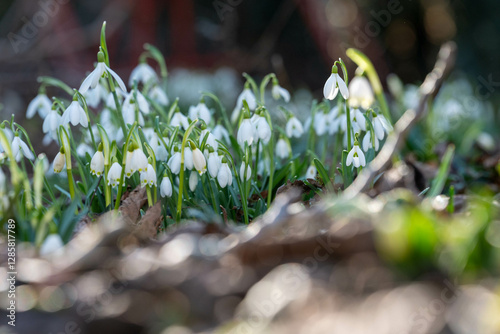 Schneeglöckchen im Garten
