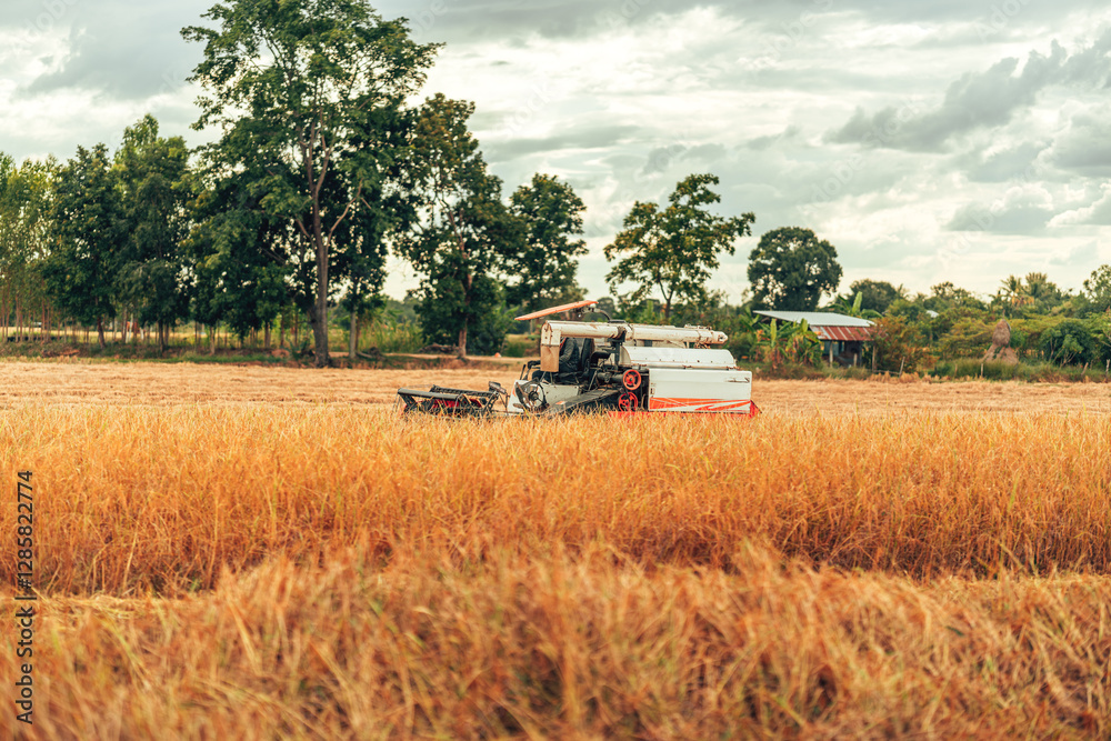 Fototapeta premium Combine harvesting rice with cutting it in a golden field during early morning light in rural farmland. Machine working and rice growth.
