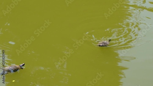 Two Turtles Swimming Toward Each Other in a Tranquil Lake