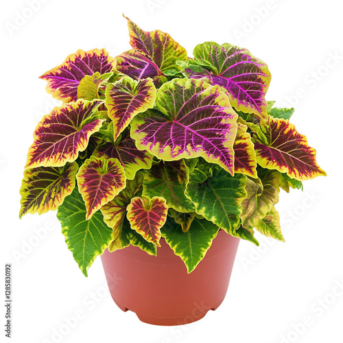 Vibrant Potted Coleus Plant with Multi-Colored Leaves Isolated on Transparent Background