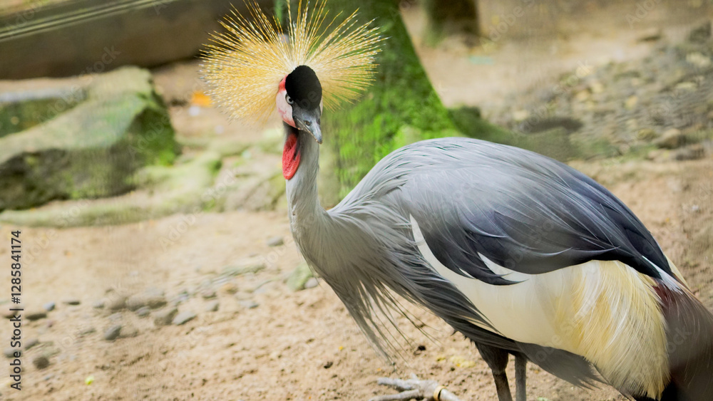 Fototapeta premium Crowned crane activity with closed and blurred background in Ragunan National Park