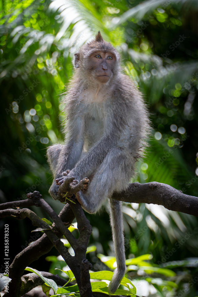 long tailed macaque long tailed macaque