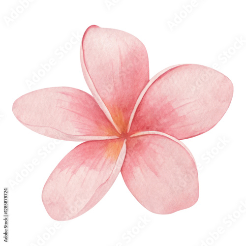 delicate pink plumeria flower with soft petals and warm center