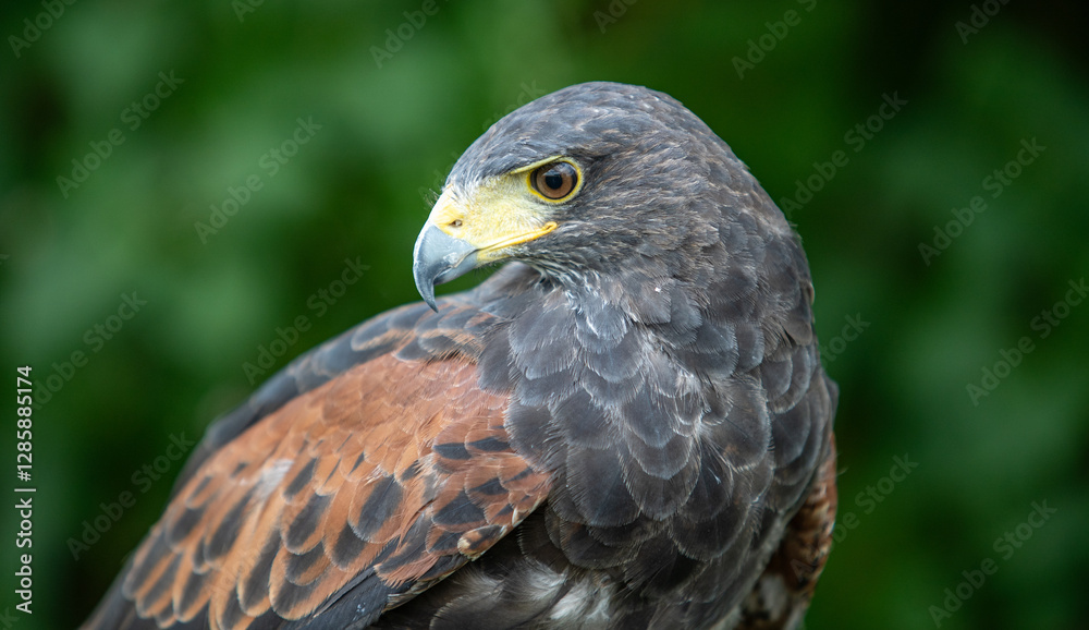 Hawk Hawk