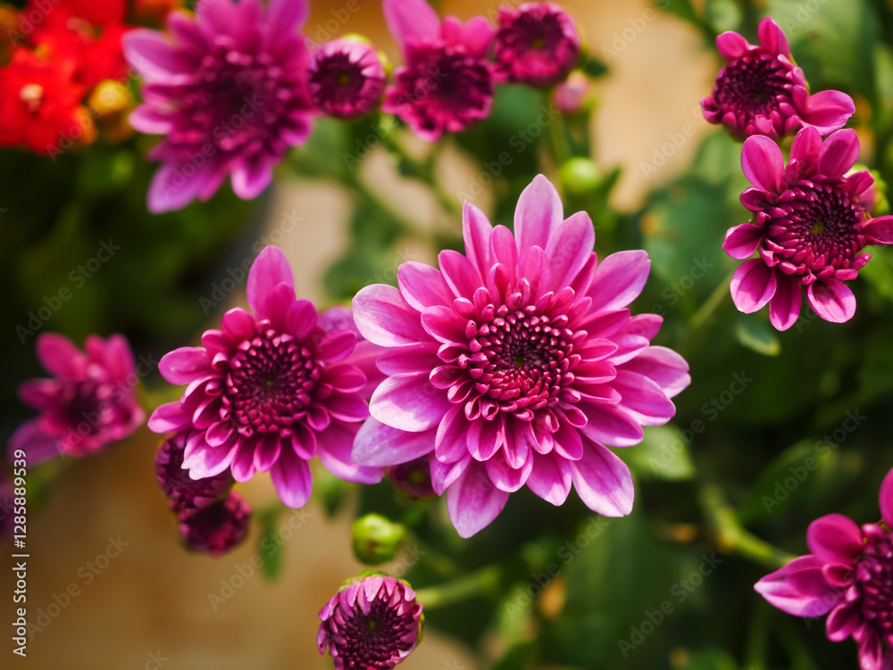 Obraz premium Vibrant Close-Up of Bright Purple Chrysanthemum Flowers in a Sunny Garden