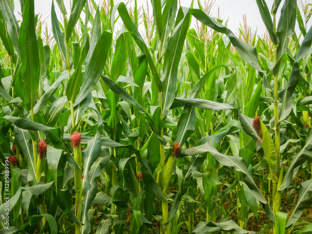 Fototapeta premium Lush Cornfield with Tall Green Stalks and Ears of Corn