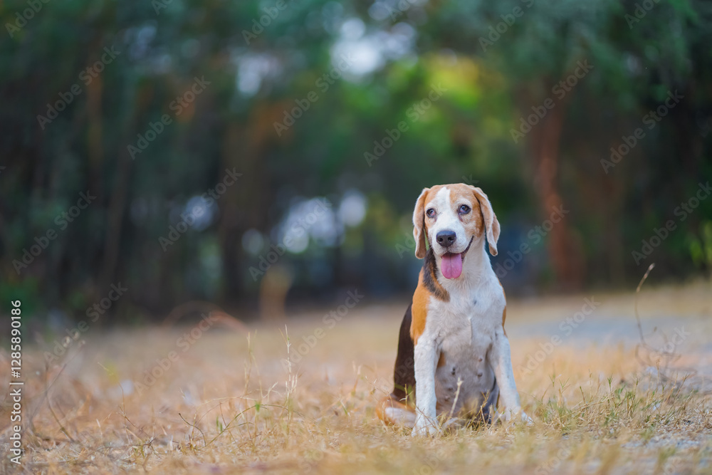 Happy Beagle Dog Sitting Outdoors in a Natural Landscape Happy Beagle Dog Sitting Outdoors in a Natural Landscape