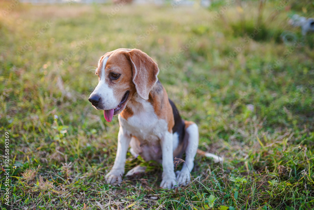 Beagle Dog Sitting Outdoors on Grass During a Sunny Day Beagle Dog Sitting Outdoors on Grass During a Sunny Day