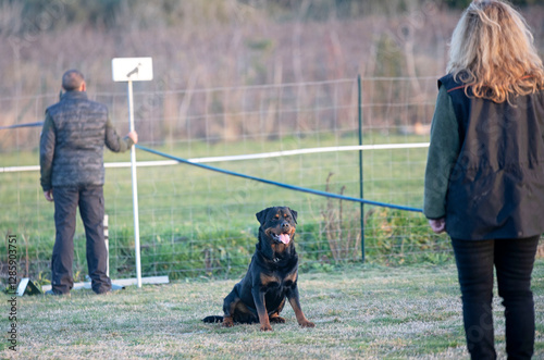 obedience training with a rottweiler