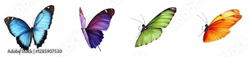 Colorful butterflies in flight: blue, purple, green, orange butterfly collection photo