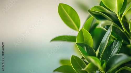 Wallpaper Mural Leafy green plant with a blue background. The leaves are large and green, and the background is a light blue color Torontodigital.ca