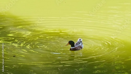 Duck Preening Its Feathers While Floating on a Tranquil Lake