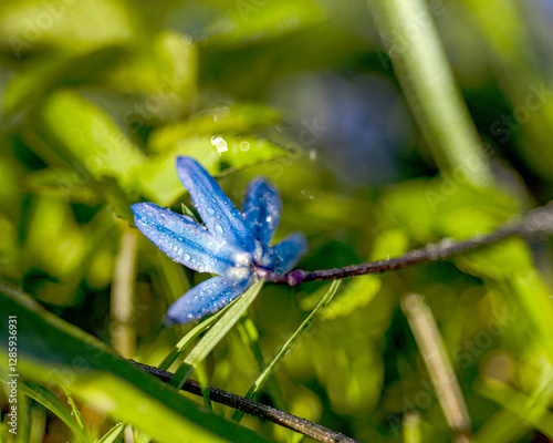 abstract ice, water and plant fragments, cold frosty morning in spring, flower fragments, selective focus photo