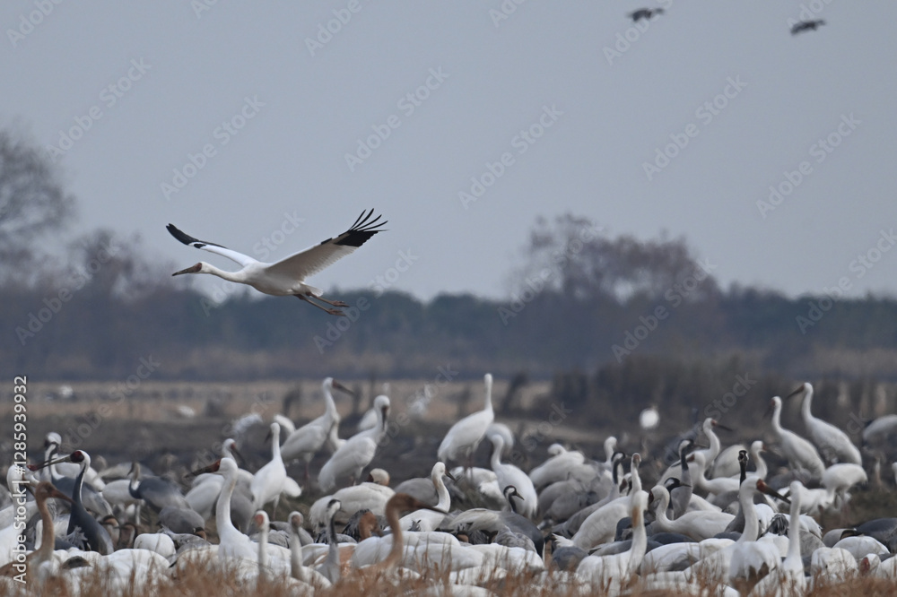 Obraz premium pelicans in flight