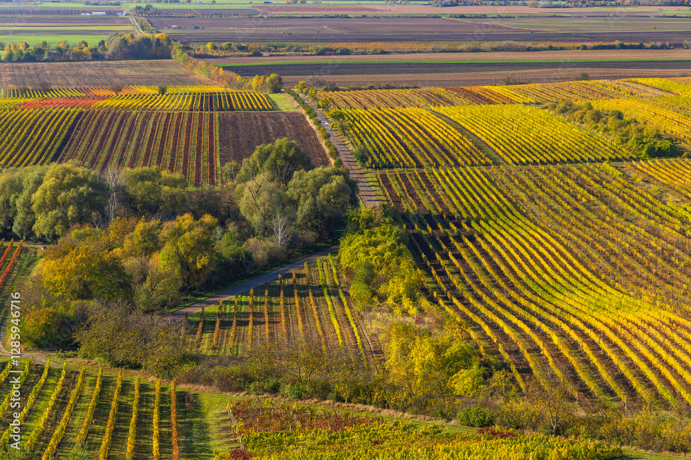 Fototapeta premium Autumn vineyard near Velke Bilovice, Southern Moravia, Czech Republic