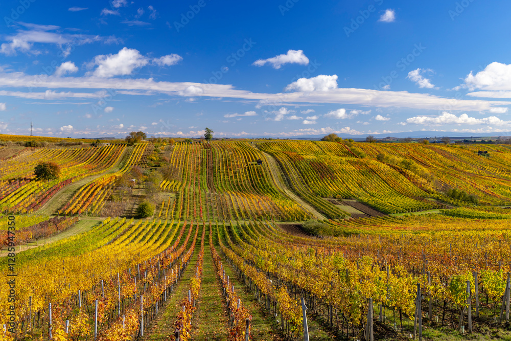 Autumn vineyard near Cejkovice, Southern Moravia, Czech Republic Autumn vineyard near Cejkovice, Southern Moravia, Czech Republic