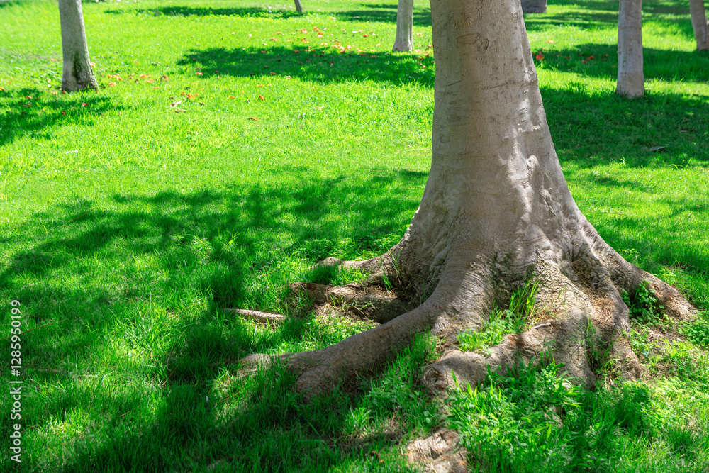 Tree trunk with large, exposed roots spreading out over a well maintained grassy area, with shadows of the tree branches cast on grass. Lush green grass shades beneath a large tree substantial roots