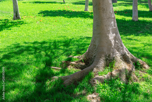 Obraz na płótnie Tree trunk with large, exposed roots spreading out over a well maintained grassy area, with shadows of the tree branches cast on grass. Lush green grass shades beneath a large tree substantial roots w salonie