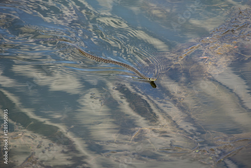 Couleuvre à collier photo