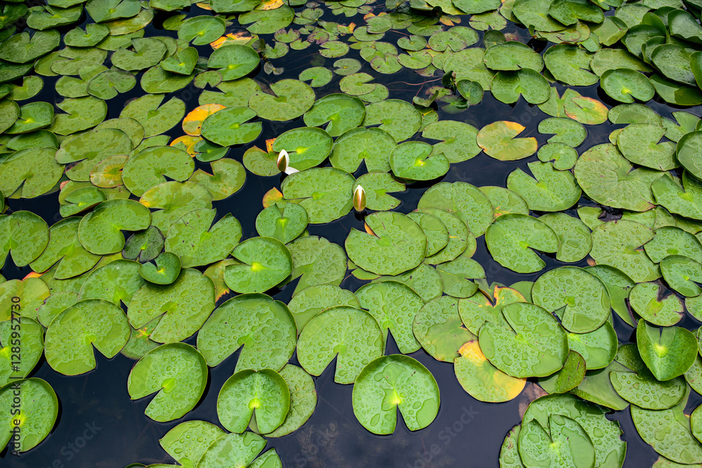 Aquatic plants in the park in summer Aquatic plants in the park in summer