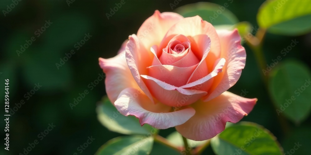 A Delicate Peach Rose Blossom in Soft Sunlight, Its Petals Unfurling Gracefully Amidst Lush Green Foliage A Delicate Peach Rose Blossom in Soft Sunlight, Its Petals Unfurling Gracefully Amidst Lush Green Foliage