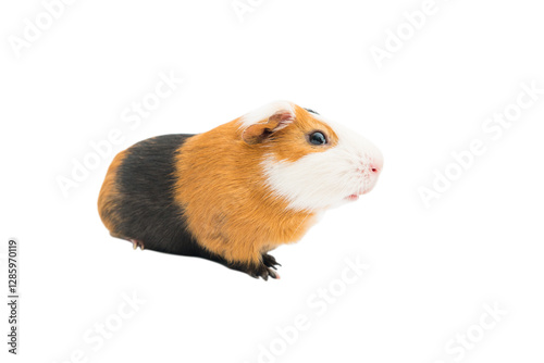 Wallpaper Mural funny guinea pig on white background Torontodigital.ca