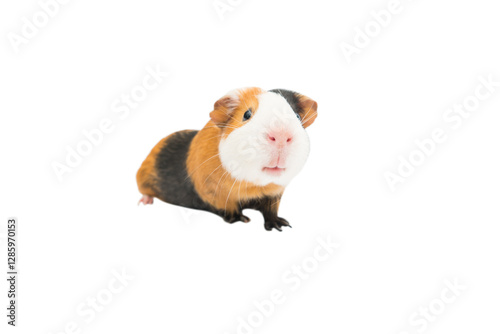 Wallpaper Mural funny guinea pig on white background Torontodigital.ca