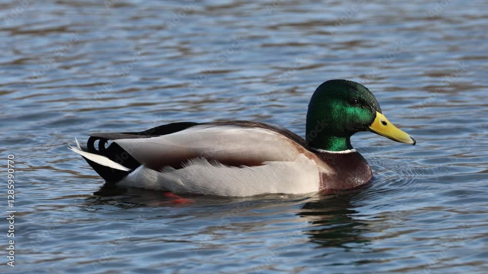 Mallard (Anas platyrhynchos) male, swimming in a small lake in Skane, southern Sweden Mallard (Anas platyrhynchos) male, swimming in a small lake in Skane, southern Sweden